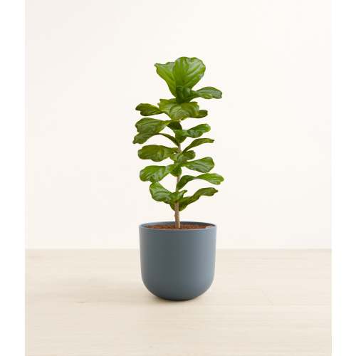 Fiddle Leaf Fig