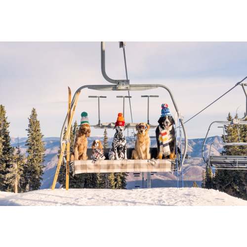 Chairlift Pups, Aspen