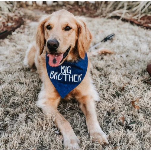 Dog Bandana Pregnancy Announcement