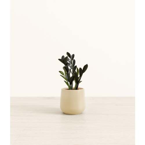 Easy self-watering Black ZZ