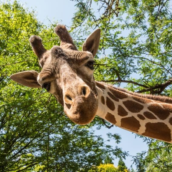 Oregon Zoo Membership Gift Card