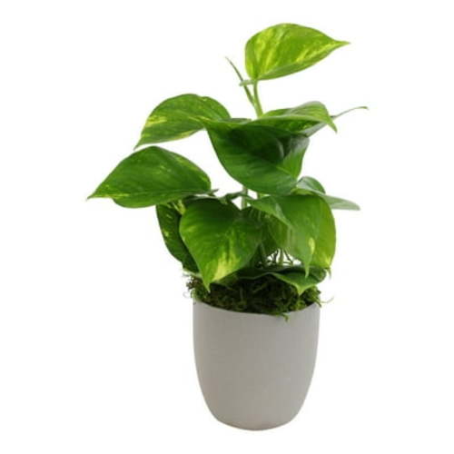 Golden Pothos Houseplant in Stone Pot | Easy Live Plant | Filtered Light | Element by Altman Plants