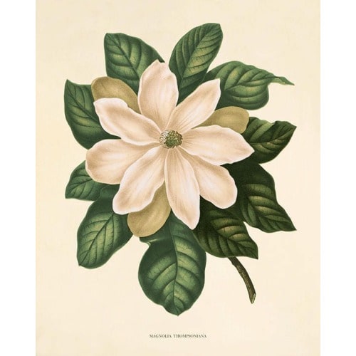 Magnolia art Vintage flower art print antique wall art Flower decor botanical print Garden print Victorian art French decor Cottage wall art
