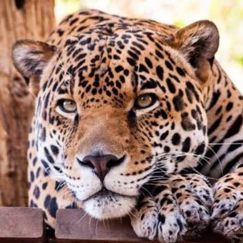 Phoenix Zoo Web Store :: Ticket Selection :: Memberships Gifts