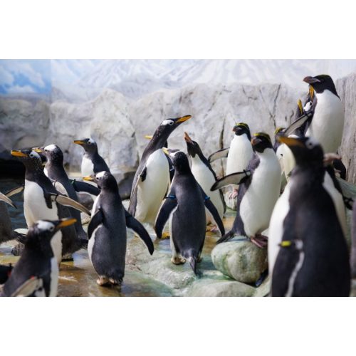 Members · Tennessee Aquarium