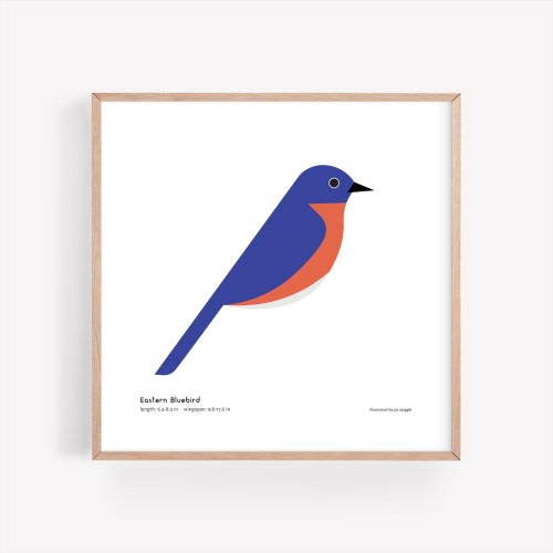 Eastern Bluebird Art Print | Modern Minimalist Bird Illustration | Giclée Print | Spiggle Studio