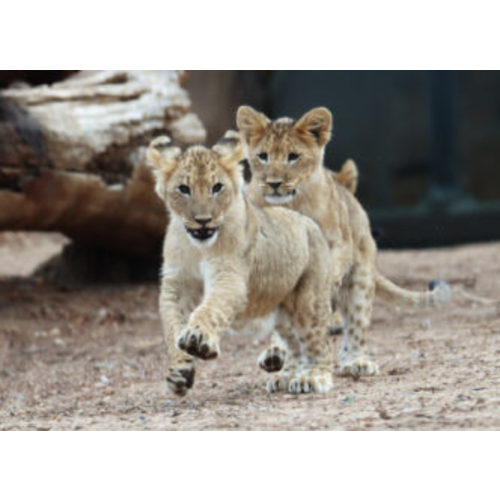Dual Membership - Denver Zoo Conservation Alliance