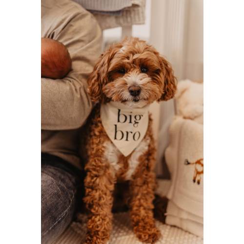 Big Bro - Big Sis - Pregnancy Announcement - Custom Dog Bandana