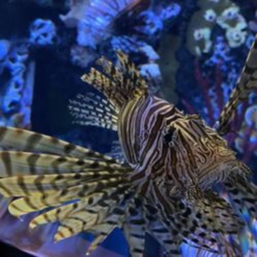 St. Louis Aquarium Gift Card