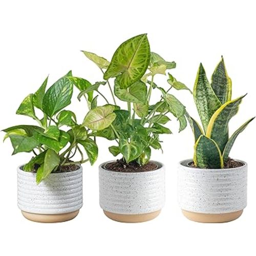 Costa Farms Live Plants (3 Pack), Easy to Grow Real Indoor Houseplants, Air Purifying Plants, Grower's Choice in Home Décor Indoors Plant Pots, New House Gift or Room Décor