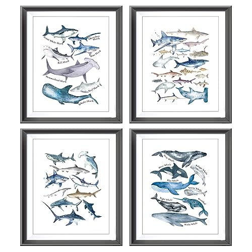 Watercolor Rustic Sharks Whales Blue Sea Ocean Animal Poster Prints for Home Coastal House Bedroom Nursery Room Decor,Educational Shark Themed Decorations Prints Wall Art Unframed 4pcs 8x10inches