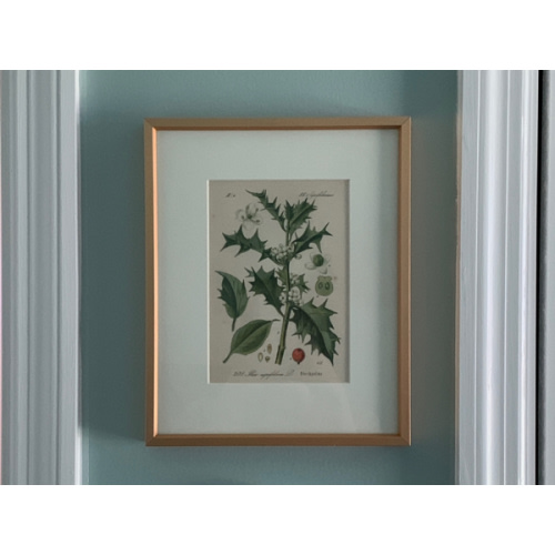 Holly Plant Print