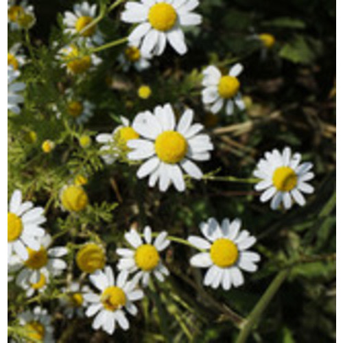 Chamomile Flowers
