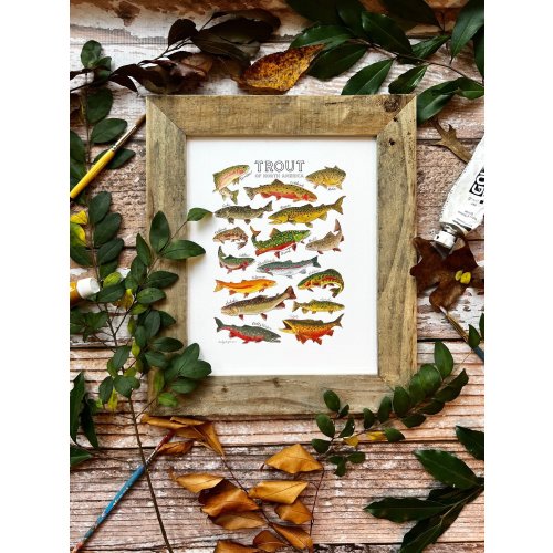 Trout of North America Chart — ART