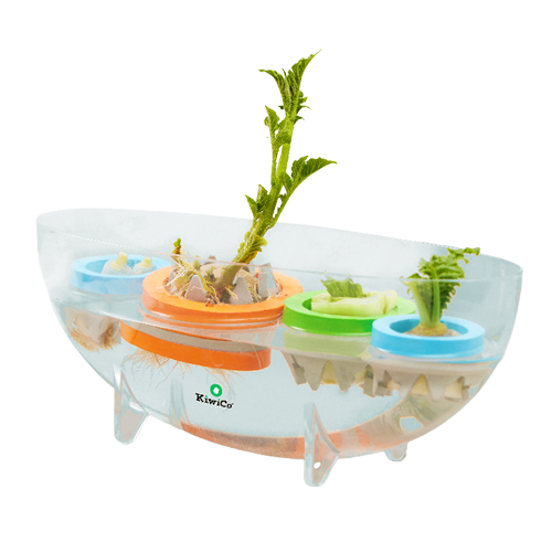 Kitchen Scrap Planter