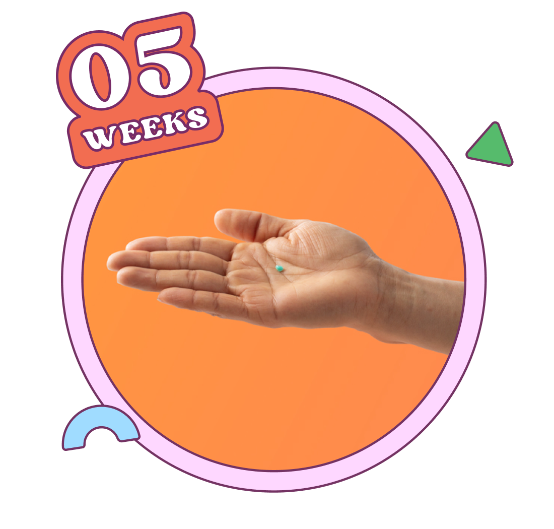 Week 5 — baby is about the size of a Pop Rocks crystal