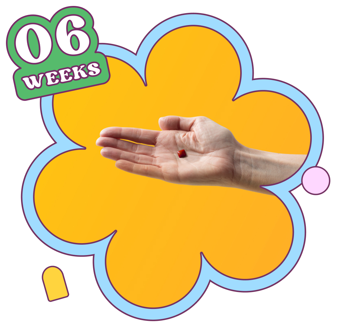 Week 6 — baby is about the size of a Tiny Chiclet Gum