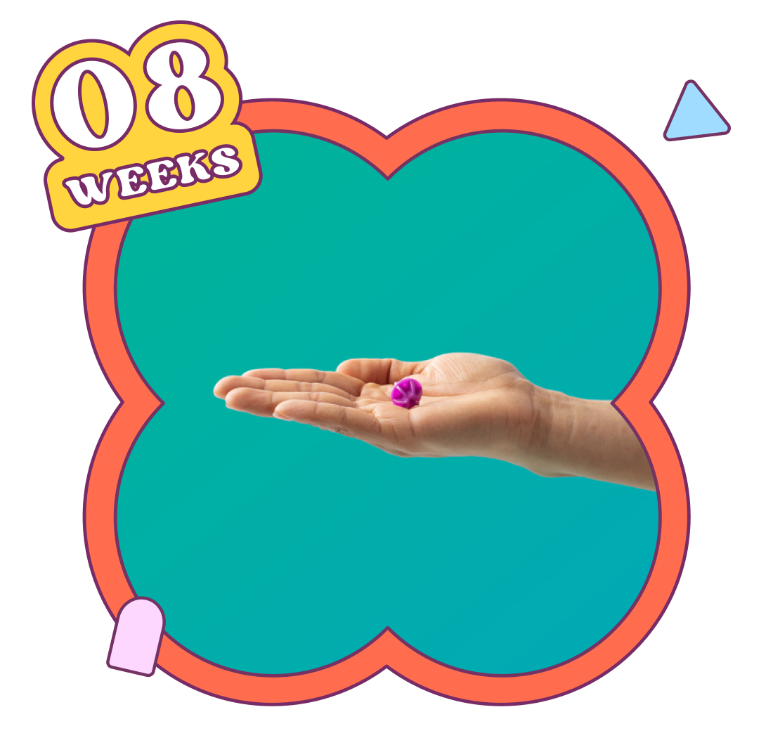 Week 8 — baby is about the size of a bike spoke bead
